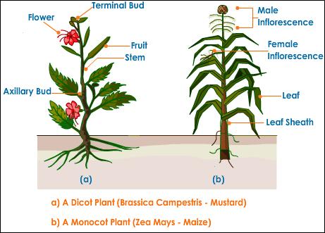 RECREANDO LA CIENCIAS EN INGLES: Angiospermae dicot seed diagram and function 